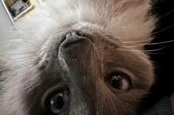 Пропал кот, Енотаевская улица, 93, Волгоград - на самовыгуле - photo