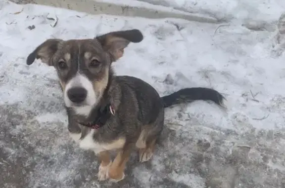 Найденные животные Красноярск, фото: Найден собака, мужской, Ключевская улица, 83, Красноярск - ухоженная с ошейником