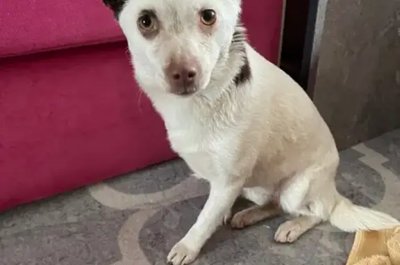 Найдена собака, Краснодар, фото: Найдена собака, девочка, улица Демуса, Краснодар