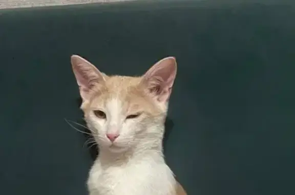 Пропал кот, Даурская улица, 10, Казань - очень ласковый и игривый - photo