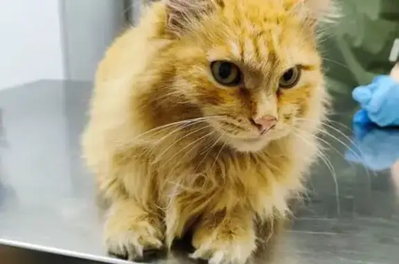 Найдена кошка, Красноярск, фото: Найдена кошка, Парашютная улица, 76А, Красноярск - кастрирован, возраст 5-8 лет