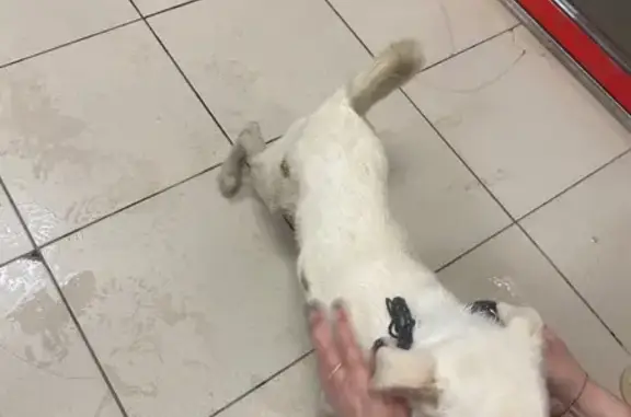 Найденные животные Самара, фото: Найден собака, Ташкентская улица, Самара - щенок мальчик белого цвета