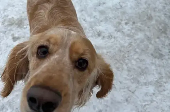 Найденные животные Саранск, фото: Найден собака, мужской, Саранская улица, Саранск