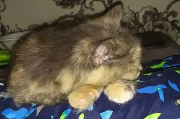 Пропала кошка, улица Мелиораторов, 3, Ишня - пушистая, серый/рыжий/черный окрас - photo