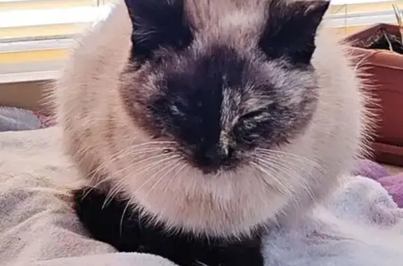 Найдена кошка, Камышин, фото: Найдена кошка, Рязано-Уральская улица, Камышин - молодая с сиамским окрасом