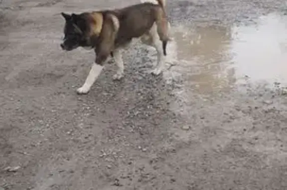 Найдена собака, Сочи, фото: Найден собака, мужской, улица Егорова, Сочи - похож на Акиту