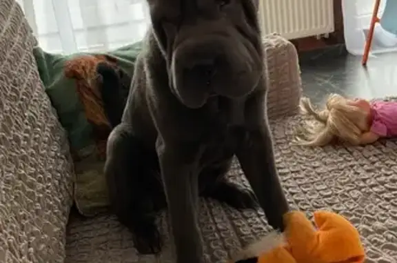 Пропала собака, Пугачёвская улица, 21 к2, Казань - девочка голубого окраса по кличке Лекса - photo