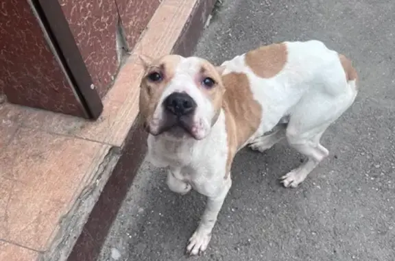 Найдена собака, Ростов-на-Дону, фото: Найдена собака, Магнитогорская улица, 1А, Ростов-на-Дону - питбуль с белым окрасом и рыжими пятнами