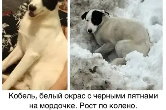 Пропала собака, улица Маресьева, Москва - щенок 10 месяцев, белый окрас с черными пятнами - photo