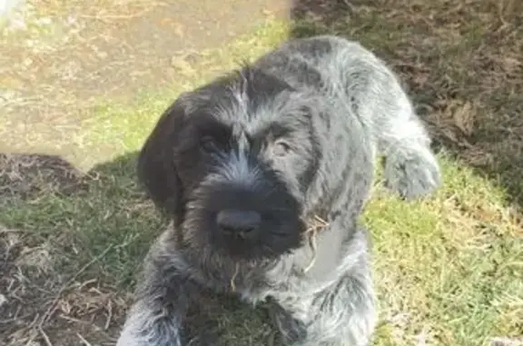 Пропала собака, район ул. Чапаева-Крупской, Изобильный - photo