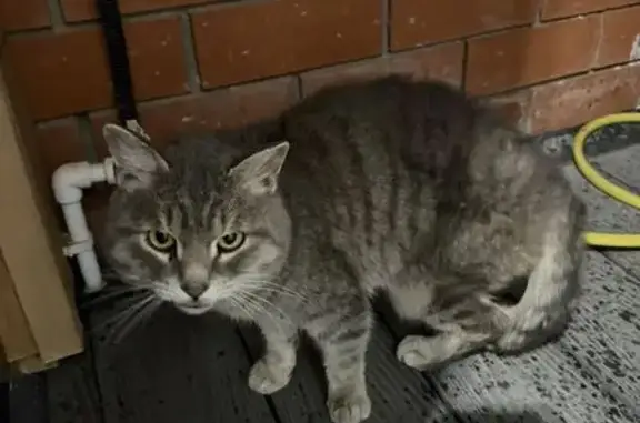 Найдена кошка, Пригородный, фото: Найдена кошка, Горная улица, 9, Пригородный - полосатый окрас