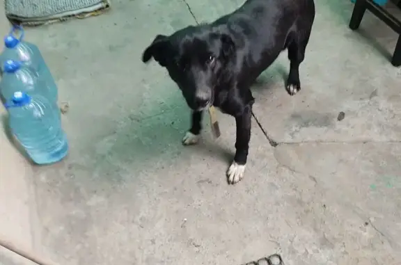 Найдена собака, Усть-Донецкий, фото: Найдена собака, девочка, дорога между Чалтырем и Петровкой, Усть-Донецкий