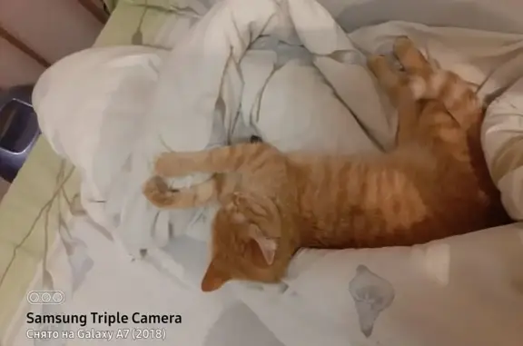 Пропала кошка, Речная улица, 5, Стерлитамак - рыжая, откликается на Левку - photo