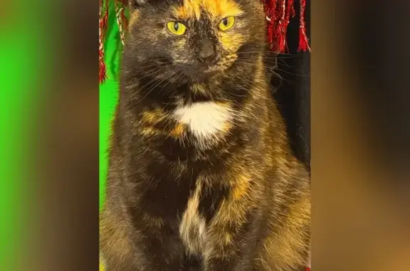 Найдена кошка, Москва, фото: Найдена кошка, 1-й Институтский проезд, 5 к14, Москва - черепаховый окрас