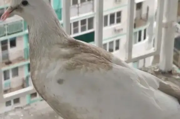 Найденные животные Краснодарский, фото: Найден птица, 66 к1, Краснодарский - белый голубь с коричневым брюшком