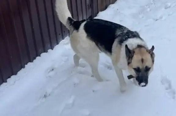 Пропала собака Девочка, Баклашинское (rl1150292) - photo