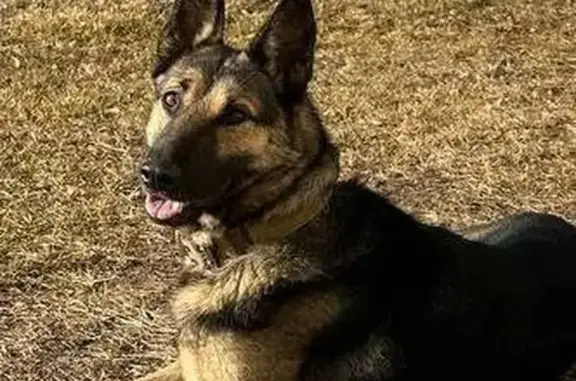 Найдена собака, Баклашинское сельское поселение, Иркутская область - очень добрая девочка - photo