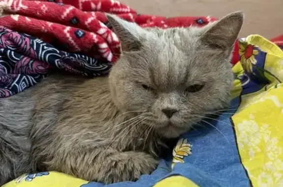 Найдена кошка, Владимир, фото: Найдена кошка, улица Гастелло, 17, Владимир - лиловая британка