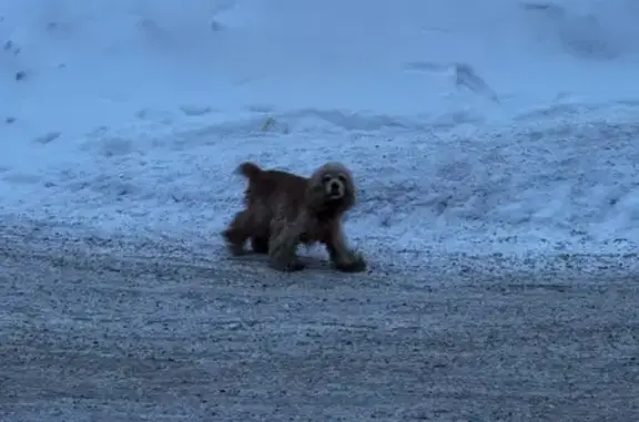 Найденные животные Новосибирск, фото: Найден собака, улица Гаранина, 5, Новосибирск - кокер-спаниель карамельного цвета