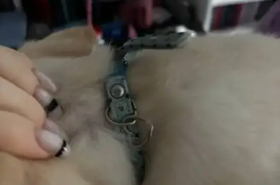 Найдена собака, Самара, фото: Найден щенок, Аэродромная улица, 70, Самара - белый с голубым ошейником