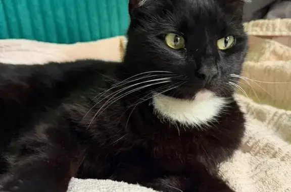 Найден черно белый кот, видно что домашний, ласковый, кастрирован, ищем старых или новых хозяев