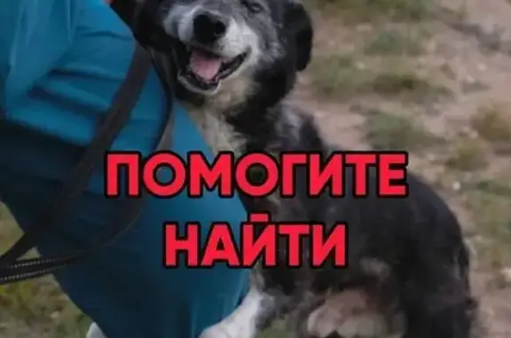 Пропала собака, Красноярск, Красноярский край - старичок с серым поводком - photo