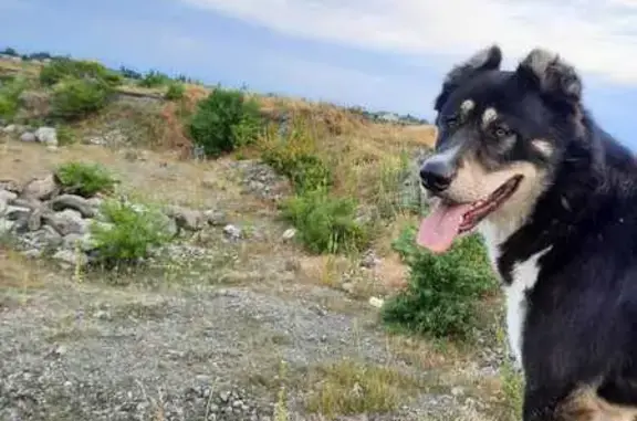 Пропал собака, улица Борукаева, 79, Беслан - чёрный с белой грудью - photo