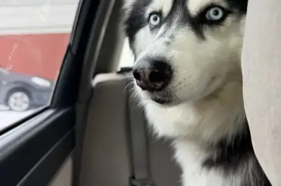 Найдена собака, Саров, фото: Найдена собака, Садовая улица, 66к3, Саров - черно-белая с голубыми глазами