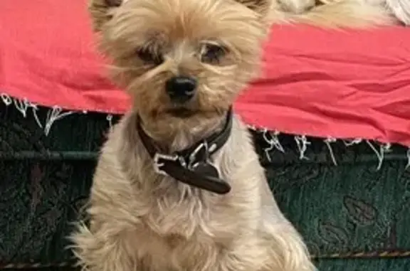 Собаки потеряшки, Москва, фото: Потеряшка собака, Москва - бежевого окраса, старенькая