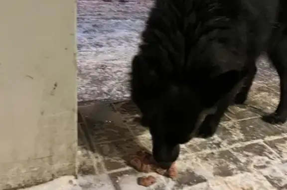 Найдена собака, Омск, фото: Найдена собака, улица 12 Декабря, 64, Омск - чёрная небольшая, добрая