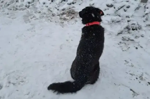 Найденные животные Уфа, фото: Найдена собака, улица Ленина, 28, Уфа - чёрная с розовым ошейником