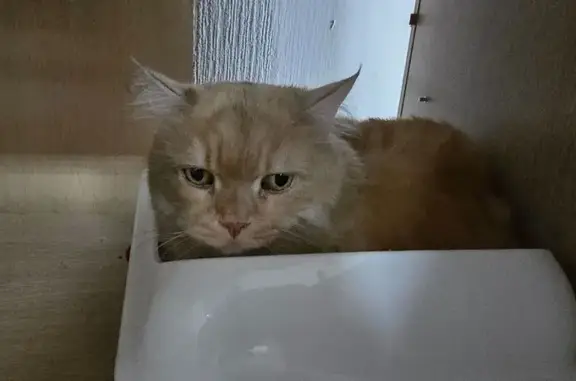 Найдена кошка, Грибки, фото: Найдена кошка, Дмитровское шоссе (дублёр), 31А/1, Грибки - чистая и домашняя