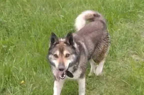 Пропал собака, Рождествено, Тульская область - серый с белым, похож на лайку - photo