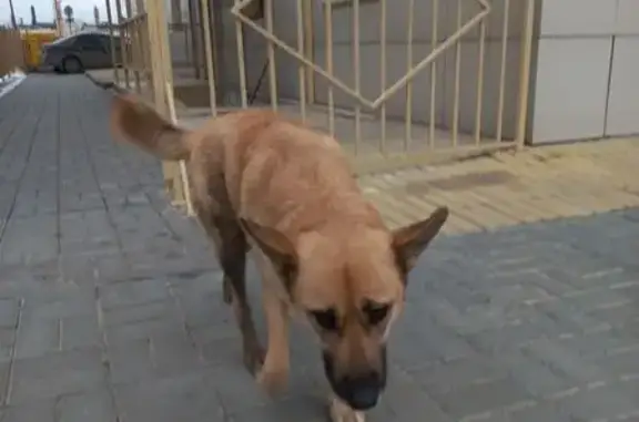 Найдена собака, Волгоград, фото: Найдена собака, проспект им. В.И. Ленина, 96, Волгоград - рыжая шерсть, розовый ошейник