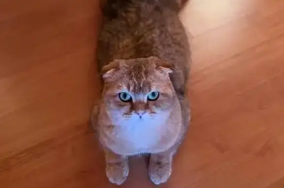 Пропал кот, Полевая улица, 9, Светлый Яр - британец, окрас золотая шиншилла - photo