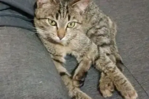 Пропал кот, бульвар Ураева, 10, Йошкар-Ола - photo