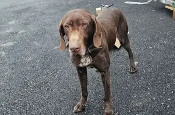 Найдена собака, Минеральные Воды, фото: Найдена собака, улица Анджиевского, 140, Минеральные Воды - кобель с ошейником