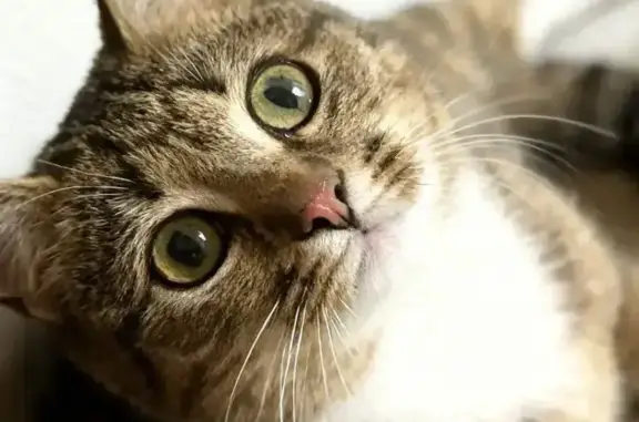 Пропала кошка, проезд Г, к340, Зеленоград - photo