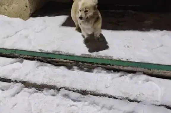 Найдена собака, Кемерово, фото: Найдена собака, улица Радищева, 6А, Кемерово - пушистая, похожа на корги