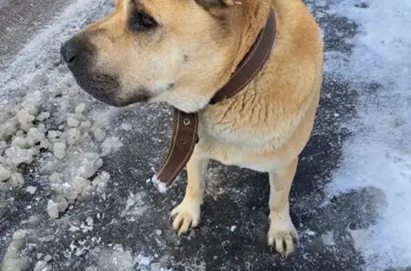 Найдена собака, Нижний Новгород, фото: Найден собака, мужской, улица Богдановича, Нижний Новгород