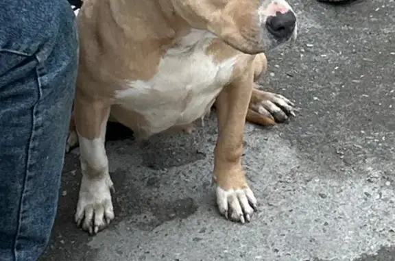 Найдена собака, Моздок, фото: Найдена собака, Садовая улица, 1А, Моздок - бойцовская порода