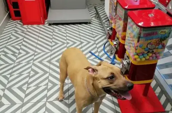 Найдена собака, Воронеж, фото: Найдена собака, Воронеж, Воронежская область - оставили около 5 чки