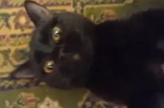 Пропала кошка, 19, Старый Оскол - черная и пугливая - photo