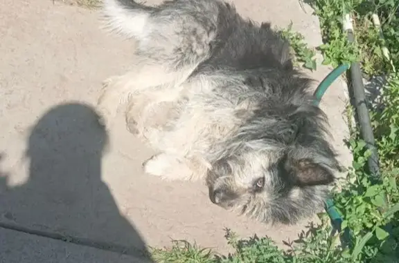 Пропал собака, улица Кима, Оренбург - чёрный с серым подпалом, в ярко-красном ошейнике - photo