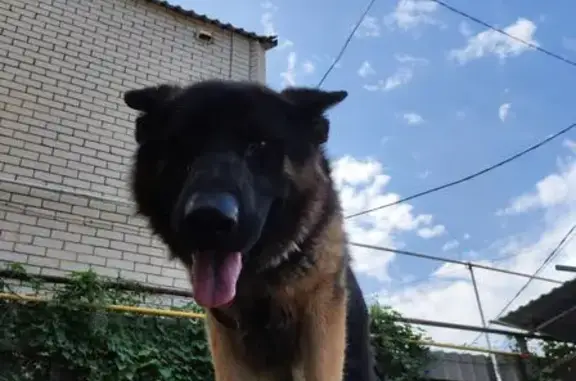 Пропала собака, Ландышевая улица, 27, Ставрополь - photo