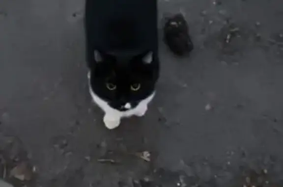 Найденные животные Ростов-на-Дону, фото: Найдена кошка, проспект Ленина, 115 к1, Ростов-на-Дону