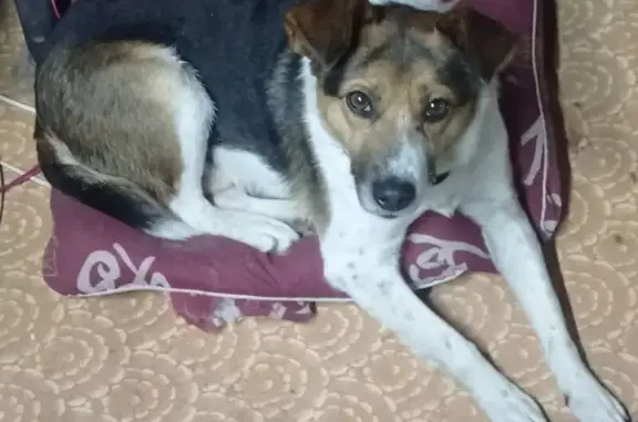 Пропала собака, Вязьма, Смоленская область - трёхцветный с белым хвостом и в ошейнике - photo