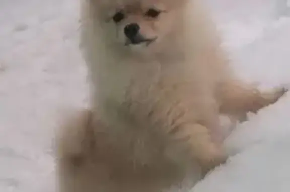 Пропала собака, Авиационная улица, 19, городской округ Липецк - бежевая, Липецк - photo