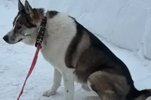 Пропал собака, мужской, Центральная улица, 1, Ерепеты, Полазна - лайка, серо-белый окрас - photo