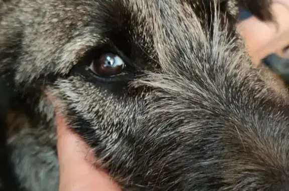 Найдена собака, Ростов-на-Дону, фото: Найдена собака, улица Максима Горького, 111, Ростов-на-Дону - очень добрая и ласковая